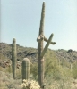 Vyvinutý kaktus