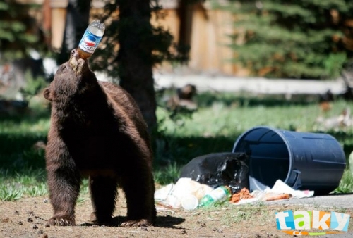 I medvěd si dá kolu