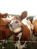 Správný výraz krávy