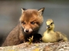 Liška a kachna
