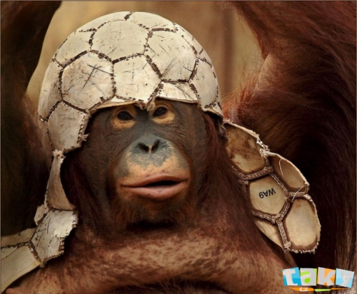 Opičí helma